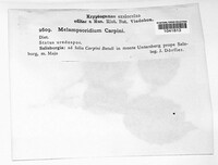 Melampsoridium carpini image